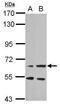 PRL-R antibody, TA308409, Origene, Western Blot image 