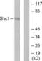 ShcA antibody, LS-C117535, Lifespan Biosciences, Western Blot image 