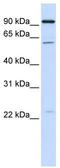 Cell Division Cycle 45 antibody, TA339196, Origene, Western Blot image 