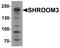 Shroom Family Member 3 antibody, LS-C153742, Lifespan Biosciences, Western Blot image 