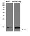 Fatty acid-binding protein, intestinal antibody, STJ98704, St John