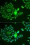NADH dehydrogenase [ubiquinone] iron-sulfur protein 4, mitochondrial antibody, LS-C334680, Lifespan Biosciences, Immunofluorescence image 