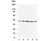 Coi antibody, R30375, NSJ Bioreagents, Western Blot image 