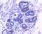 Yes Associated Protein 1 antibody, A00116S127, Boster Biological Technology, Immunohistochemistry frozen image 