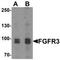 CD333 antibody, TA319650, Origene, Western Blot image 