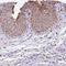 Prostaglandin E Synthase antibody, NBP1-87852, Novus Biologicals, Immunohistochemistry paraffin image 