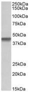 Pentatricopeptide Repeat Domain 2 antibody, AP32148PU-N, Origene, Western Blot image 