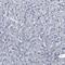 Intraflagellar Transport 81 antibody, HPA020051, Atlas Antibodies, Immunohistochemistry paraffin image 