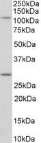 Myosin IH antibody, STJ73003, St John