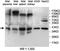 Placenta-specific protein 1 antibody, MBS416317, MyBioSource, Western Blot image 