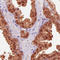 Isocitrate Dehydrogenase (NADP(+)) 1, Cytosolic antibody, AMAb90578, Atlas Antibodies, Immunohistochemistry frozen image 