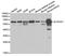 Delta-1-pyrroline-5-carboxylate dehydrogenase, mitochondrial antibody, STJ22583, St John