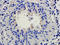 Casein Alpha S1 antibody, orb10185, Biorbyt, Immunohistochemistry paraffin image 