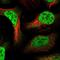 Ecotropic Viral Integration Site 5 Like antibody, NBP1-86206, Novus Biologicals, Immunocytochemistry image 