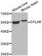 CASP8 And FADD Like Apoptosis Regulator antibody, abx001992, Abbexa, Western Blot image 