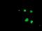 SAYSVFN Motif Domain Containing 1 antibody, NBP2-02000, Novus Biologicals, Immunofluorescence image 