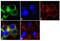 Apolipoprotein B antibody, MIA1609, Invitrogen Antibodies, Immunofluorescence image 