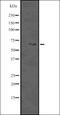 KDEL  antibody, orb336526, Biorbyt, Western Blot image 