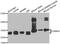 26S proteasome non-ATPase regulatory subunit 8 antibody, A6955, ABclonal Technology, Western Blot image 