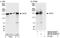 Protein KIAA0664 antibody, NB100-93306, Novus Biologicals, Western Blot image 