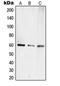 Elongin A3 antibody, LS-C353648, Lifespan Biosciences, Western Blot image 