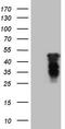 Homeobox C10 antibody, TA808866S, Origene, Western Blot image 