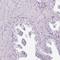 Testis Expressed 30 antibody, HPA053545, Atlas Antibodies, Immunohistochemistry frozen image 