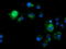 Calcium-binding and coiled-coil domain-containing protein 2 antibody, TA502055, Origene, Immunofluorescence image 