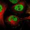 FRA2 antibody, NBP1-89842, Novus Biologicals, Immunofluorescence image 