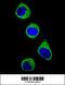 MTHFD1 antibody, MBS9203969, MyBioSource, Immunofluorescence image 