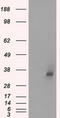Ldh-1 antibody, TA500568S, Origene, Western Blot image 