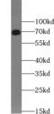 VANGL Planar Cell Polarity Protein 2 antibody, abx239367, Abbexa, Western Blot image 