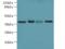 Galectin 12 antibody, A59614-100, Epigentek, Western Blot image 