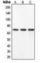 Yes Associated Protein 1 antibody, LS-C353263, Lifespan Biosciences, Western Blot image 