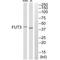 Fucosyltransferase 3 (Lewis Blood Group) antibody, A03774, Boster Biological Technology, Western Blot image 