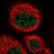 Zinc Finger Protein 529 antibody, NBP1-81396, Novus Biologicals, Immunofluorescence image 