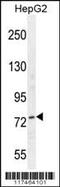 Nucleolin antibody, MBS9201499, MyBioSource, Western Blot image 