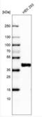 Sphingolipid Transporter 1 (Putative) antibody, NBP1-92440, Novus Biologicals, Western Blot image 
