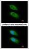Phospholipase C Gamma 2 antibody, NBP1-33122, Novus Biologicals, Immunofluorescence image 