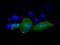 26S protease regulatory subunit 6A antibody, TA500928, Origene, Immunofluorescence image 