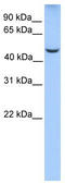 Jade Family PHD Finger 1 antibody, TA337981, Origene, Western Blot image 