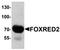 FAD-dependent oxidoreductase domain-containing protein 2 antibody, orb75766, Biorbyt, Western Blot image 