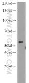 Diphthamide Biosynthesis 2 antibody, 14866-1-AP, Proteintech Group, Western Blot image 