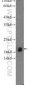 Cerebellin 4 Precursor antibody, 20559-1-AP, Proteintech Group, Western Blot image 