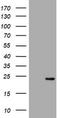 Visinin Like 1 antibody, CF802021, Origene, Western Blot image 