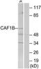 Chromatin Assembly Factor 1 Subunit B antibody, TA312229, Origene, Western Blot image 