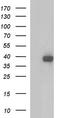 Sex Hormone Binding Globulin antibody, CF507137, Origene, Western Blot image 