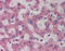 Activating Transcription Factor 5 antibody, 31-161, ProSci, Immunohistochemistry paraffin image 