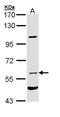 Atrial natriuretic peptide receptor 3 antibody, TA308692, Origene, Western Blot image 