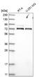 WD Repeat Domain 26 antibody, NBP1-83628, Novus Biologicals, Western Blot image 